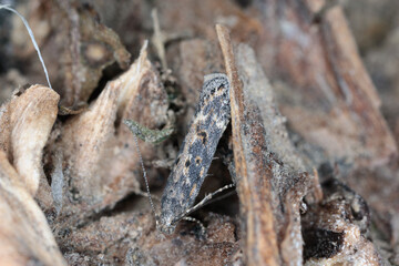Moth of the beet moth Scrobipalpa ocellatella, is a species in the family Gelechiidae. This is an important pest of sugar beet and other crops.