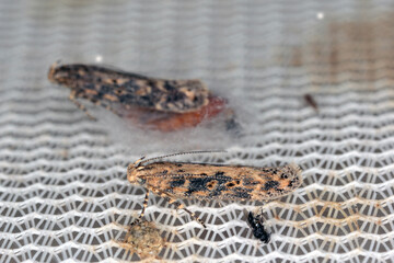 Moth of the beet moth Scrobipalpa ocellatella, is a species in the family Gelechiidae. This is an important pest of sugar beet and other crops.