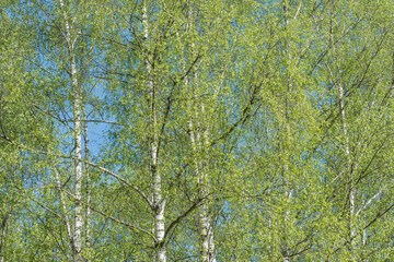 Birch tree crowns on the blue sky background,.