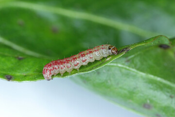 Caterpillar of the beet moth Scrobipalpa ocellatella. It is a moth in the family Gelechiidae. This is an important pest of sugar beet and other crops. Insect on damaged plant.