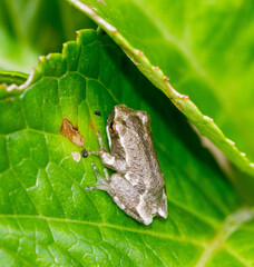 Painted reed frog on a leaf