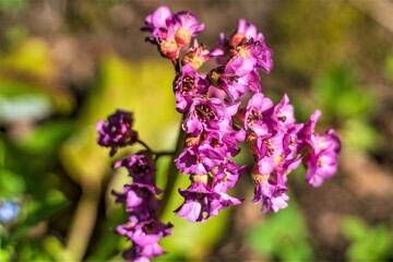 Bunches of incense flowers on a blurred background.
