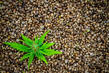 Natural small green hemp sprout on dry Hemp seeds.  Green Hemp leaves, top view, macro