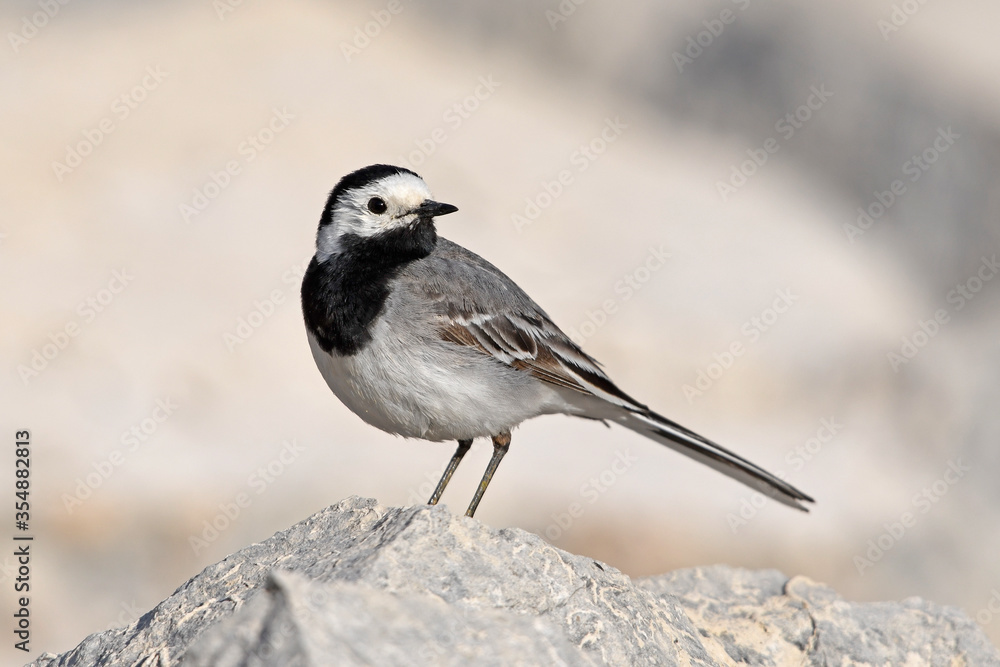 Wall mural White wagtail / Bachstelze (Motacilla alba)