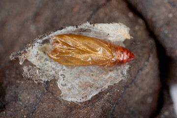 Pupal exam of Scrobipalpa ocellatella. It is a species in the family Gelechiidae. This is an...