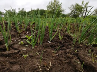 green onions grow on the garden

