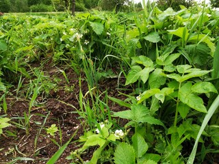 blossoms strawberries blossoms flowers pollination greens beds summer cottage