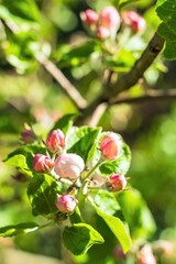 Large unblown apple tree flowers in late spring.