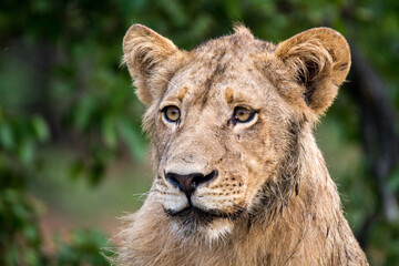Portrait of an adolescent male lion, Kruger Park