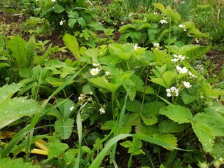 blossoms strawberries blossoms flowers pollination greens beds summer cottage