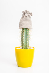 cactus in a hat. cold concept