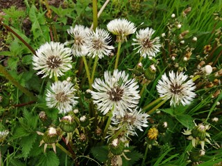 dandelions white wildflowers fly a lot

