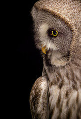 great horned owl