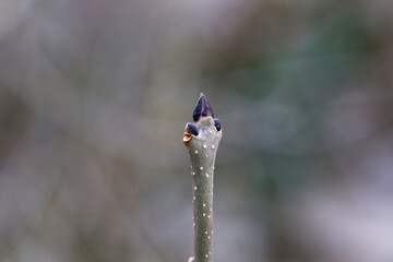 Tree branch close-up and macro, natural plant photo.