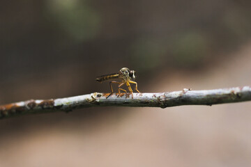 Beautiful dragonfly on a tree branch.  close up of a dragonfly. macro, soft focus. summer walpaper