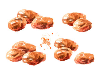 Dried sweet red raisins set. Hand drawn watercolor illustration isolated on white background