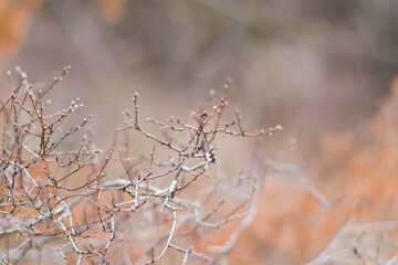 Tree branch close-up and macro, natural plant photo.