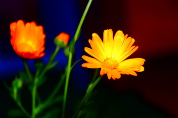 orange yellow flower on a green background