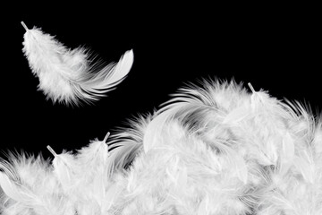 Light fluffy a white feathers falling down in the air. Feather abstract background. black or dark background