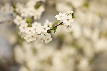 Closeup view of blossoming tree outdoors on spring day