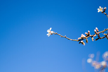 Spring tree and branch bud flower, flower on the tree in spring, bokeh background.