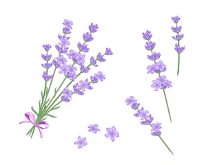 Deurstickers Lavender bouquet vector illustration. Lavender twigs and flowers isolated on white background. Cartoon flat style. © Sunnydream