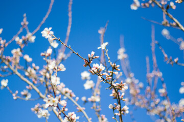 Spring tree and branch bud flower, flower on the tree in spring, bokeh background.