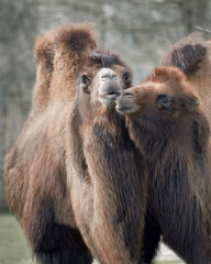Couple of camels caring for each other