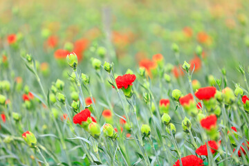 Carnations are in the greenhouse