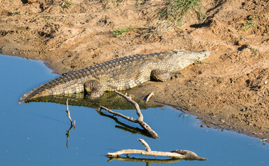 Nile Crocodile beside a river on the Kruger Park
