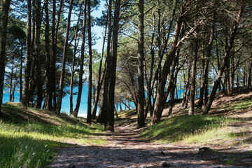 Beautiful view of a beach from a tree forest