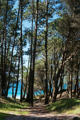 Beautiful view of a beach from a tree forest