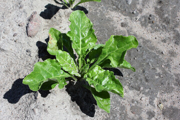 Larvae of sugar beet miner Pegomya betae inside the beet leaf.