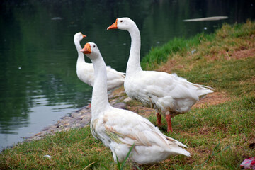 Beautiful Group of White Ducks Near the Lake