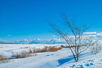Winter landscape, sunny frosty day, snowy field
