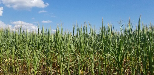 corn field