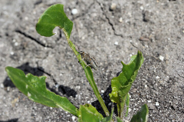 Sugarbeet weevil (Asproparthenis punctiventris formerly Bothynoderes punctiventris) on leaves...