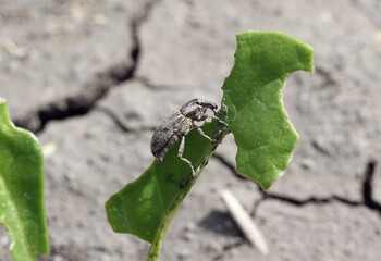 Sugarbeet weevil (Asproparthenis punctiventris formerly Bothynoderes punctiventris) on leaves...