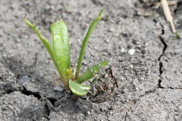 Beetroot plants on the plantation damaged by sugarbeet weevil (Asproparthenis punctiventris formerly Bothynoderes punctiventris). It is an important pest of beet crops.