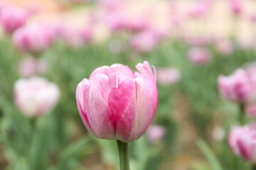 Beautiful blooming tulip outdoors on spring day