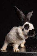 black and white continental giant bunny rabbit