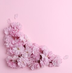Beautiful sakura blossom on pink background, space for text. Japanese cherry