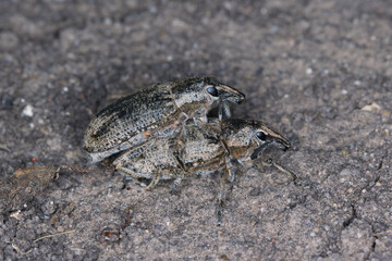Sugarbeet weevil (Asproparthenis punctiventris formerly Bothynoderes punctiventris) on leaves damaged beetroot plants. It is an important pest of beet crops.