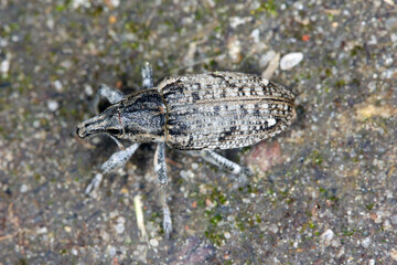 Sugarbeet weevil (Asproparthenis punctiventris formerly Bothynoderes punctiventris) on leaves...