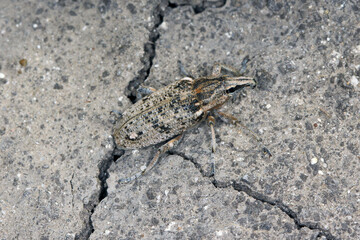 Sugarbeet weevil (Asproparthenis punctiventris formerly Bothynoderes punctiventris) on leaves damaged beetroot plants. It is an important pest of beet crops.