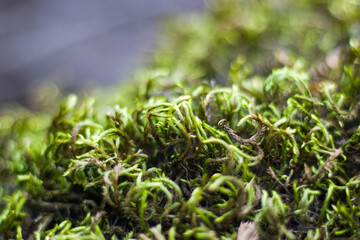 Macro and close-up of moss on the tree branch