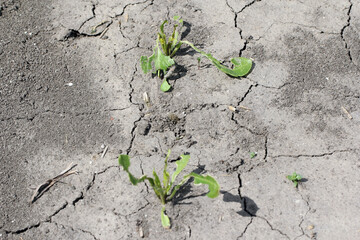 Beetroot plants on the plantation damaged by sugarbeet weevil (Asproparthenis punctiventris formerly Bothynoderes punctiventris). It is an important pest of beet crops.