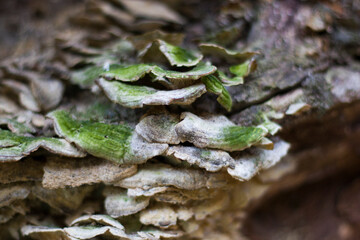 Macro and close-up of moss on the tree branch