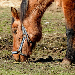 przedwiosnie 2020 konie na pastwisku w miejscowosci jurowce na podlasiu w polsce © Jacek Sakowicz