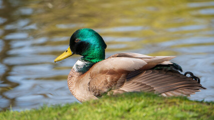 duck on the water